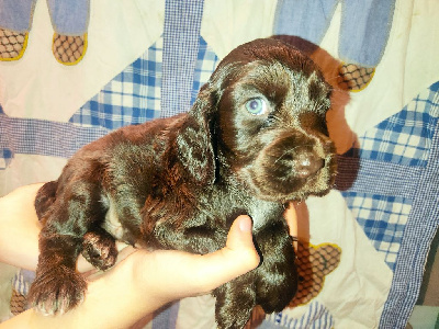 Du Bois Des Lucioles - Cocker Spaniel Anglais - Portée née le 10/10/2022