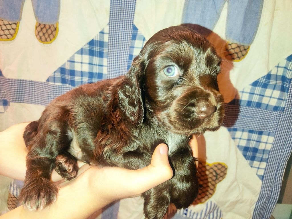 Du Bois Des Lucioles - Cocker Spaniel Anglais - Portée née le 10/10/2022